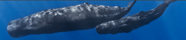 鲸鱼属于鱼类吗