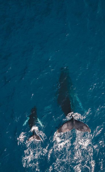 鲸鱼属于鱼类吗