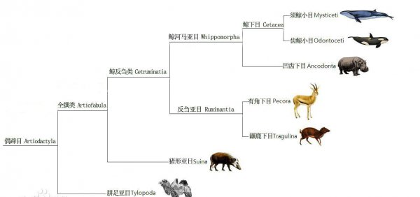 鲸鱼属于鱼类吗