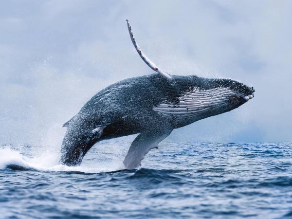 鲸鱼属于鱼类吗