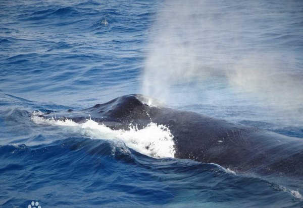 鲸鱼属于鱼类吗