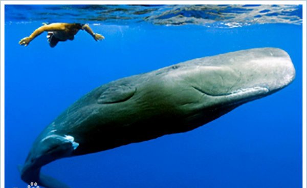 鲸鱼属于鱼类吗