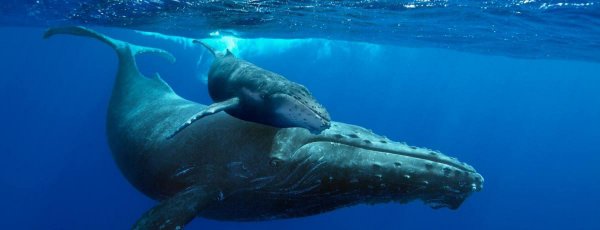 鲸鱼属于鱼类吗