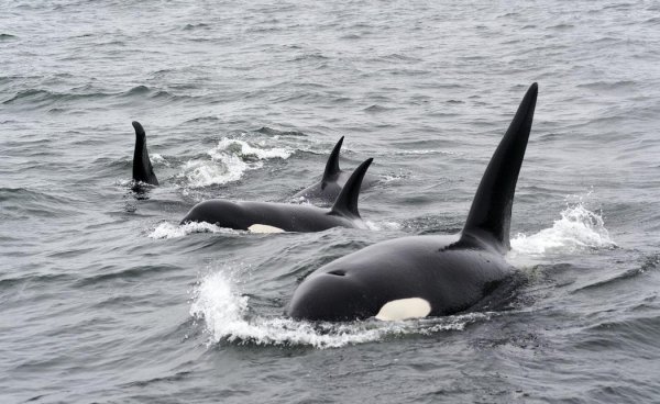 鲸鱼属于鱼类吗