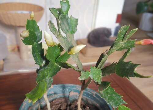 叶仙用什么肥长得好长得快