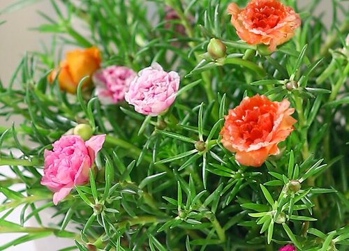 代表六月的花是什么