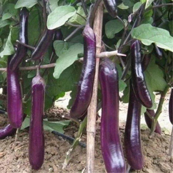 茄子苗不长是怎么回事