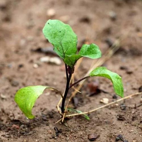 茄子苗不长是怎么回事