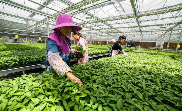 1亩朝天椒一年收入多少