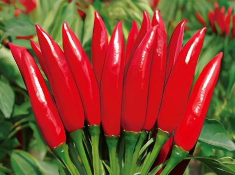 1亩朝天椒一年收入多少