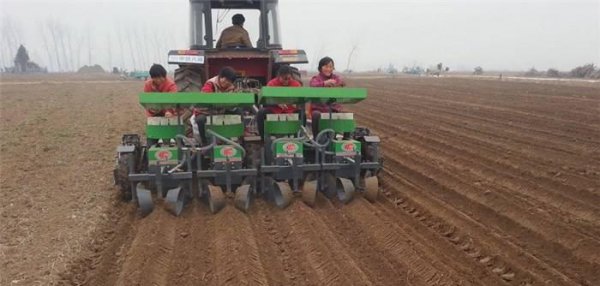 1亩朝天椒一年收入多少