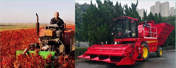 1亩朝天椒一年收入多少