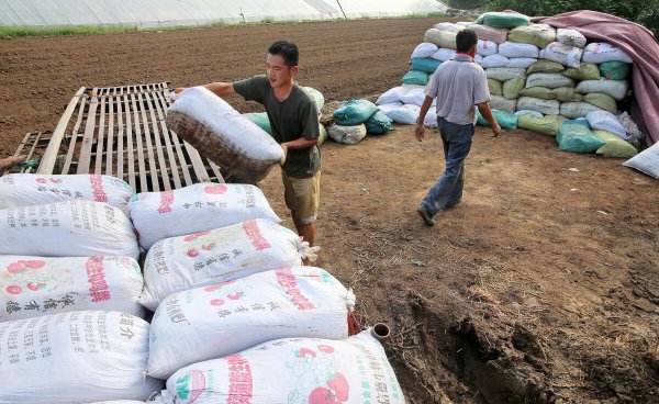 1亩朝天椒一年收入多少