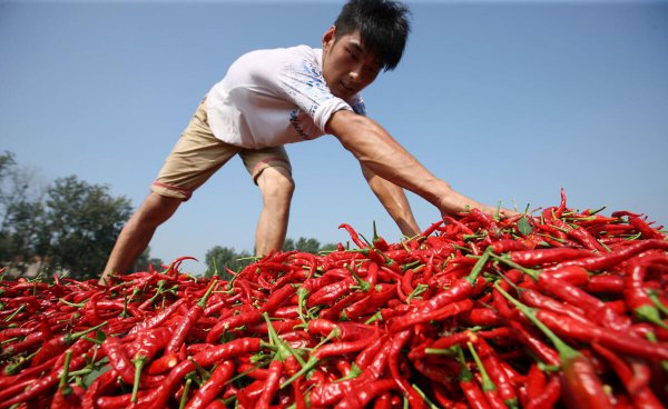 1亩朝天椒一年收入多少