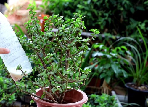 教你如何给植物安全施肥