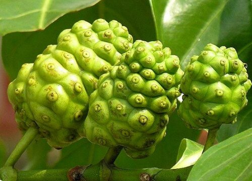 十大最难吃的水果