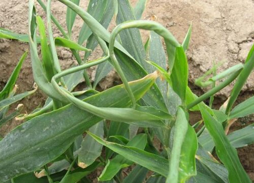 生姜黄叶是什么原因