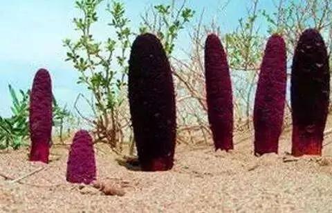 兰州特产有哪些可以带