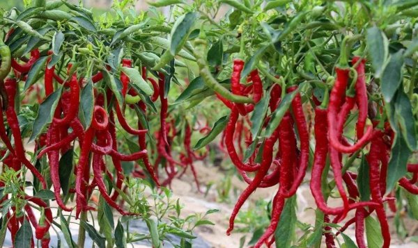 兰州特产有哪些可以带