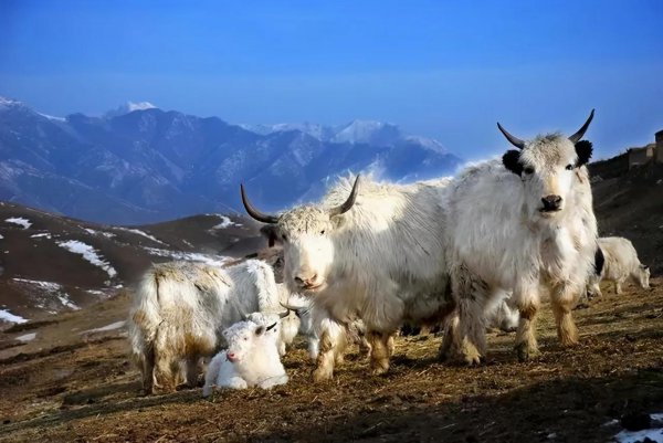 兰州特产有哪些可以带