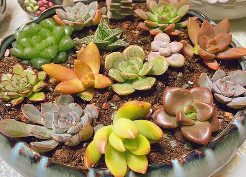 六月养多肉容易黑腐该怎么办