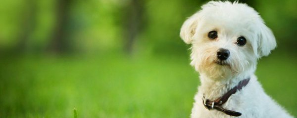 什么属相的人不能养狗狗了