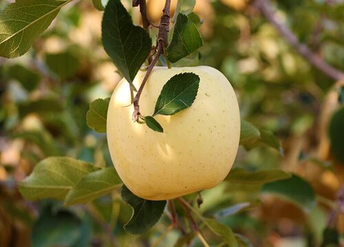 苹果一天吃几个最好