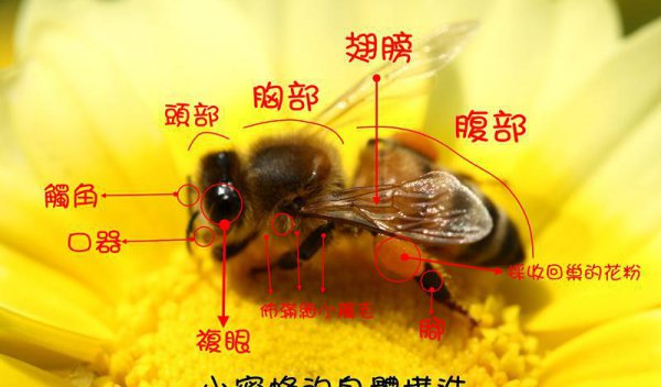 蜜蜂的特征简单介绍30字
