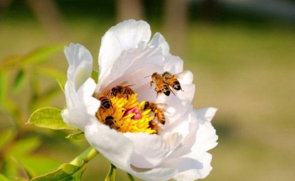 蜜蜂的特征简单介绍30字