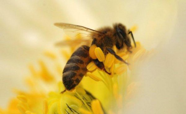 蜜蜂的特征简单介绍30字