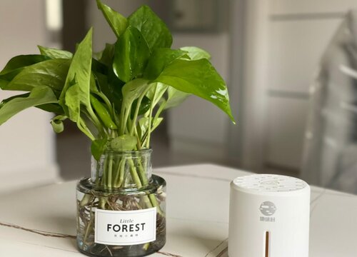 绿萝是水培的好还是泥土的好