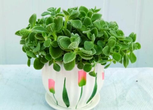 一抹香放在哪里风水好