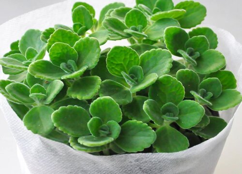 一抹香放在哪里风水好