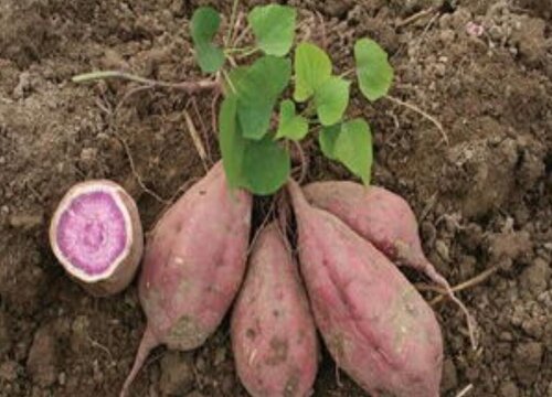 紫薯怎么洗才干净