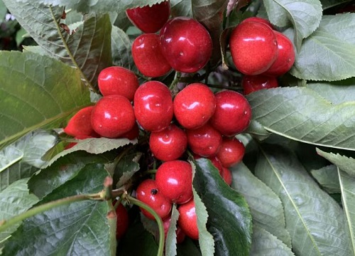 樱桃什么时候播种合适