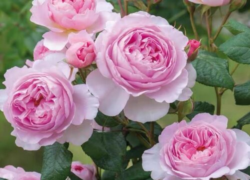 六月份能给月季花换土吗