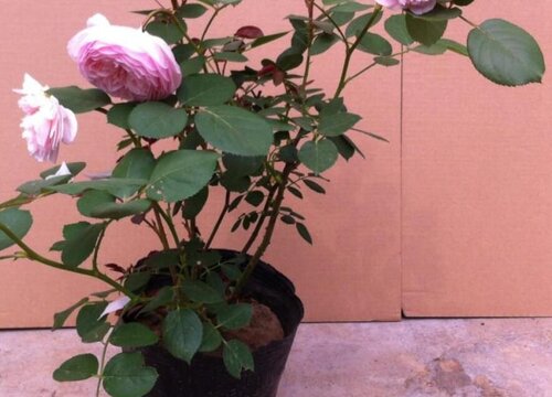 六月份能给月季花换土吗