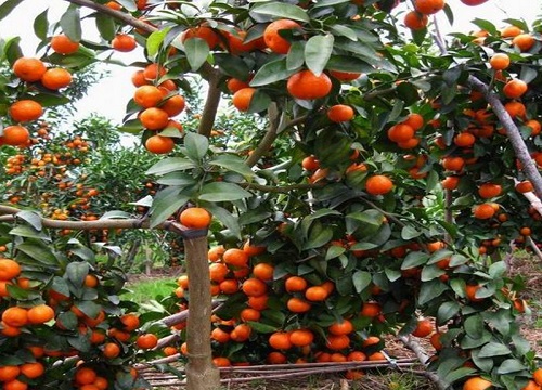 桔子树怕冻吗