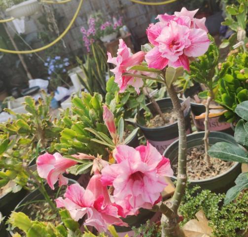 沙漠玫瑰开花后叶子发黄怎么回事