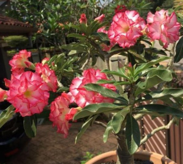 沙漠玫瑰开花后叶子发黄怎么回事