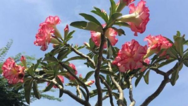 沙漠玫瑰开花后叶子发黄怎么回事