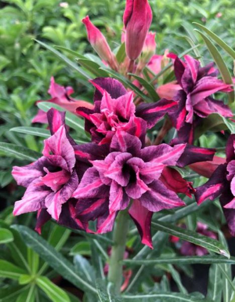 沙漠玫瑰开花后叶子发黄怎么回事