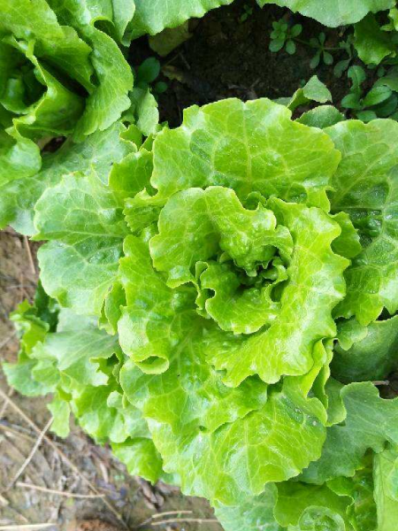 春天可以种什么菜最合适