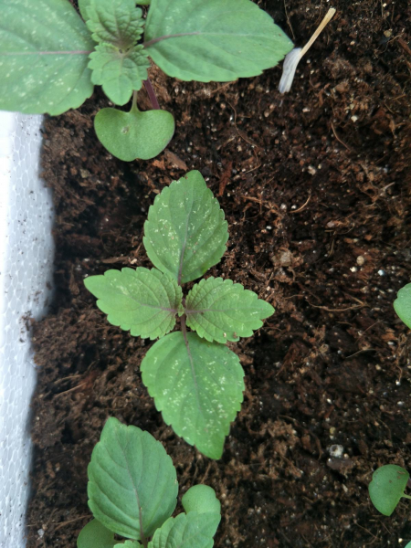 春天可以种什么菜最合适