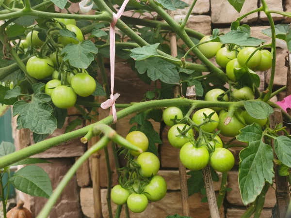 春天可以种什么菜最合适