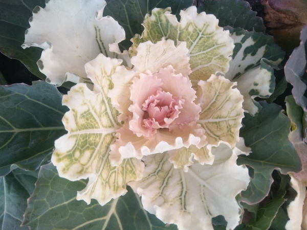 春天可以种什么菜最合适