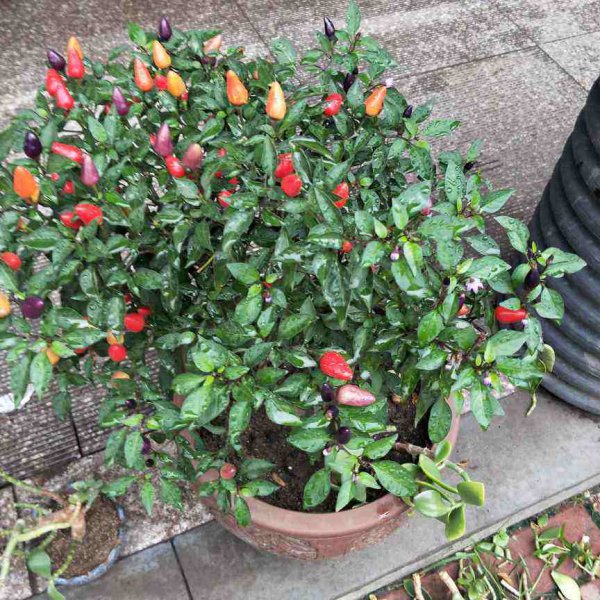 春天可以种什么菜最合适