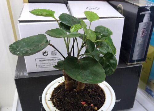 金钱兜多长时间浇一次水