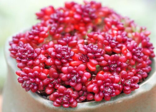 多肉黑腐了怎么办