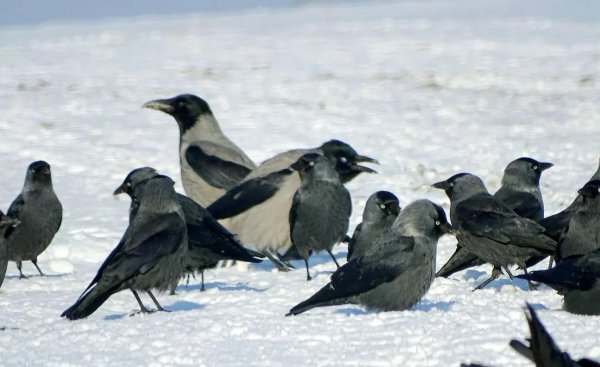 寒鸦是什么鸟